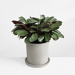 観葉植物 クテナンテ アマグリス