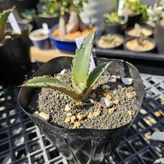 観葉植物 アガベ チタノタ 白鯨※子株※