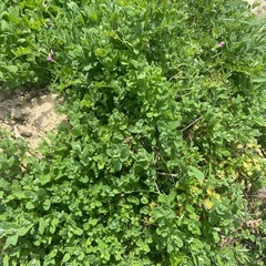 ミント(植物)の苗木等 