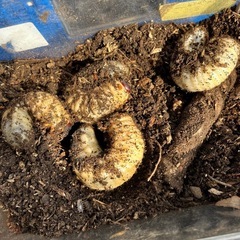 カブトムシの幼虫