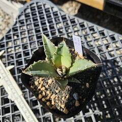 観葉植物 アガベ チタノタ 白鯨※子株※