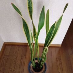 観葉植物　サンセベリア　3株