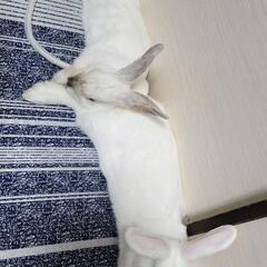 里親募集(うさぎオス２匹)