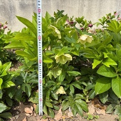 クリスマスローズ3年目開花株の画像