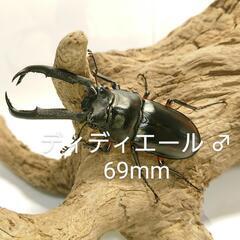 ディディエールシカクワガタ CBF2 ♂ 69mm