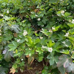 木苺