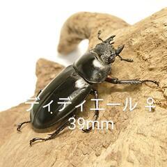ディディエールシカクワガタ CBF2 ♀ 39mm
