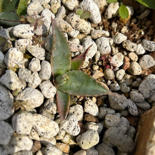 アガベアリゾニカ子株 (さばお) 水戸のその他の中古あげます・譲ります  