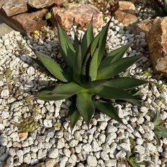 アガベアリゾニカ子株 (さばお) 水戸のその他の中古あげます・譲ります  