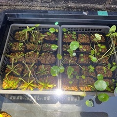 水草　メダカなどに、
