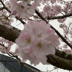 落葉樹　桜苗木　多品種