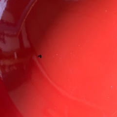 大きな鉢と小さな小物入れの画像