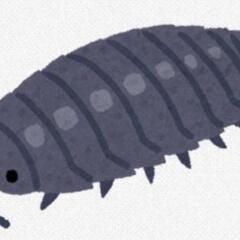 【活きエサ】ワラジムシ！自家繁殖50匹
