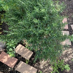 ローズマリー(植木鉢込み)の画像
