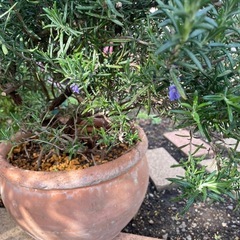 ローズマリー(植木鉢込み)の画像