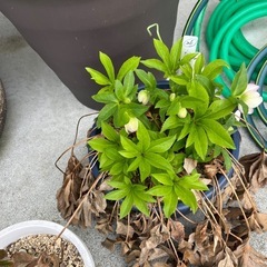 鉢植え数個の画像