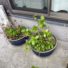 鉢植え数個の画像