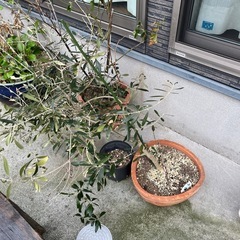 鉢植え数個の画像