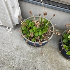 鉢植え数個の画像