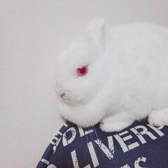 うさぎ飼ってる方