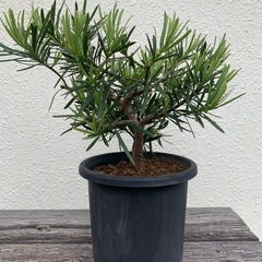 盆栽チャーギ、イヌマキの画像