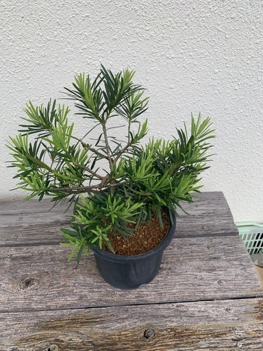 盆栽チャーギ、イヌマキ 盆栽チャーギ、イヌマキ (bonturi) 浦添前田のその他の中古あげます