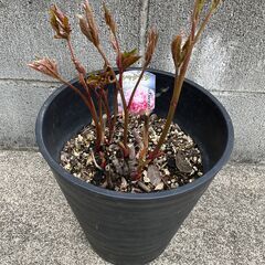芍薬　シャクヤク　かぐや姫　の画像