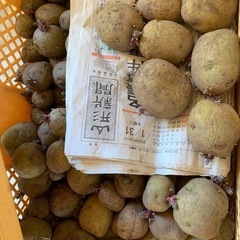 ジャガイモ！馬鈴薯！種芋に！男爵？きたあかり？見てください。の画像