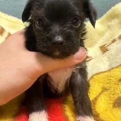 ペットブリーダーの施設でお掃除やワンちゃんのお世話の画像