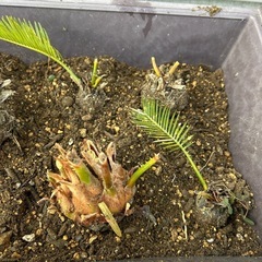 ソテツ　大　中　小の画像