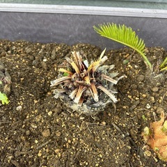 ソテツ　大　中　小の画像