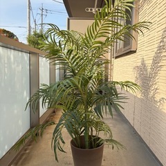 新宿小田急百貨店　フェイクグリーン　130cm程度