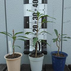 ヤマモモの木　３鉢セット　山桃　植木　ガーデニング　盆栽　引き取り限定
