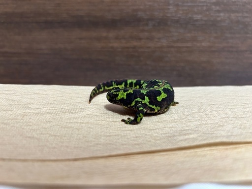 マダライモリ12cm 2022年CB  