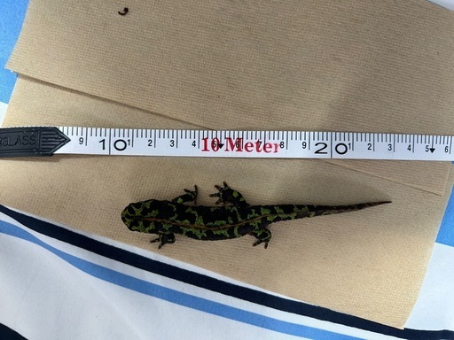 マダライモリ12cm 2022年CB