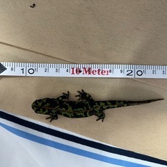 マダライモリ12cm 2022年CB  