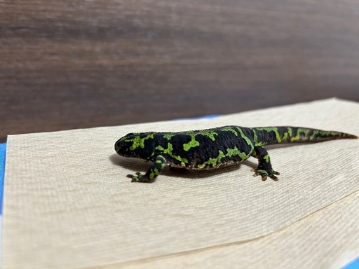 マダライモリ12cm 2022年CB  