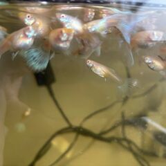 熱帯魚グッピー Blue topazの画像