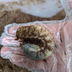 国産カブトムシ幼虫（個別容器入り）　譲ります！　　
