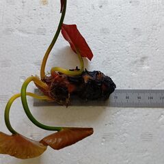 睡蓮(スイレン)の株　タンクワン