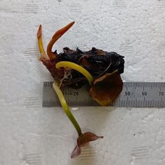 睡蓮(スイレン)の株　タンクワン