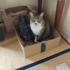 里親探し２匹