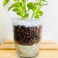 シェフレラ　スカフェラ　アルボリコーラ　観葉植物　ハイドロカルチャーの画像