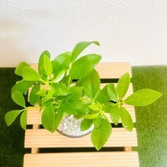 シェフレラ　スカフェラ　アルボリコーラ　観葉植物　ハイドロカルチャーの画像