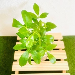 シェフレラ　スカフェラ　アルボリコーラ　観葉植物　ハイドロカルチャーの画像