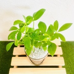 シェフレラ　スカフェラ　アルボリコーラ　観葉植物　ハイドロカルチャーの画像