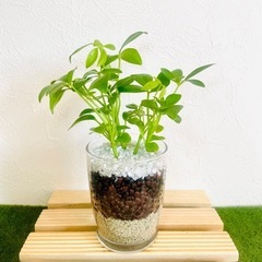 シェフレラ　スカフェラ　アルボリコーラ　観葉植物　ハイドロカルチャーの画像