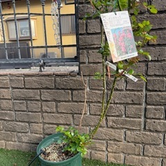 ポンポネッラ（つるバラ）の画像