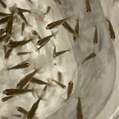 金魚　らんちゅう　稚魚、青仔
