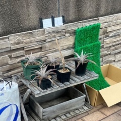 🔴本日17:00頃の写真です🔴本日20:00までの予定🗓️観葉植...